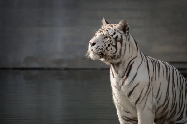 Bonito Retrato Facial Tigre Bengala Branco Macho Posando Pôr Sol — Fotografia de Stock