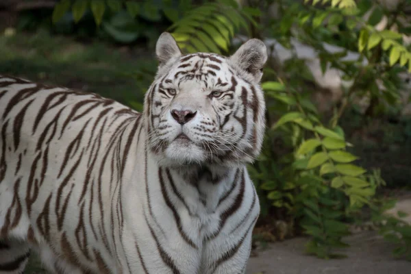 Bonito Retrato Facial Tigre Bengala Branco Macho Posando Pôr Sol — Fotografia de Stock