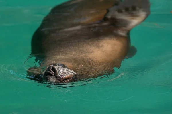 Snout and nose of a california sea lion swimming and breathing in the water