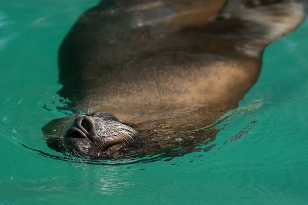 Pysk Nos Kalifornijskiego Lwa Morskiego Pływającego Oddychającego Wodzie — Zdjęcie stockowe