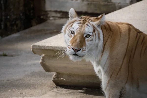 Bonito Retrato Facial Uma Fêmea Dourada Tigre Bengala Posando Pôr — Fotografia de Stock