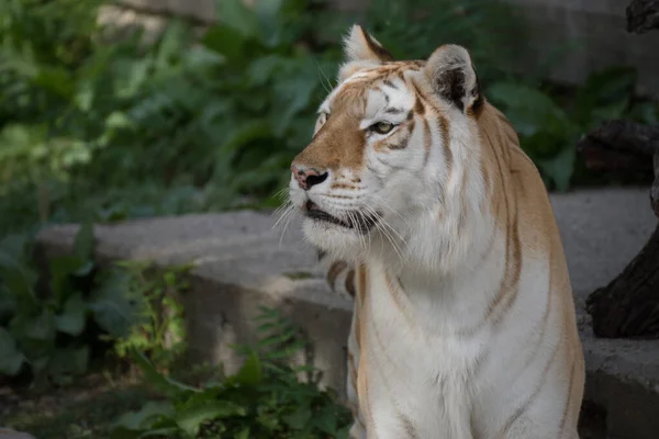 Bonito Retrato Facial Uma Fêmea Dourada Tigre Bengala Posando Pôr — Fotografia de Stock