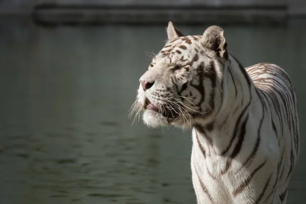 Bonito Retrato Facial Tigre Bengala Branco Macho Posando Pôr Sol — Fotografia de Stock