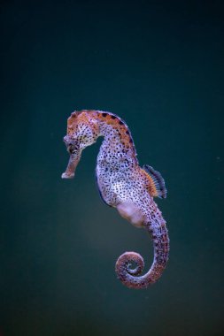 Uzun burunlu güzel bir deniz atının portresi akvaryuma düştü.