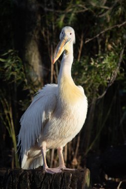 Büyük Afrikalı pelikan gün batımına doğru bakıyor.