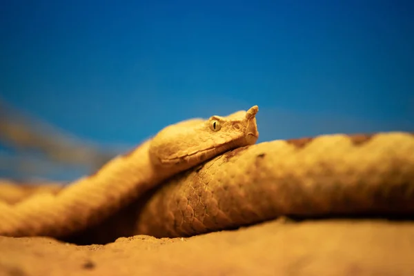 Närbild Ansikte Porträtt Behornad Huggorm Ett Terrarium — Stockfoto