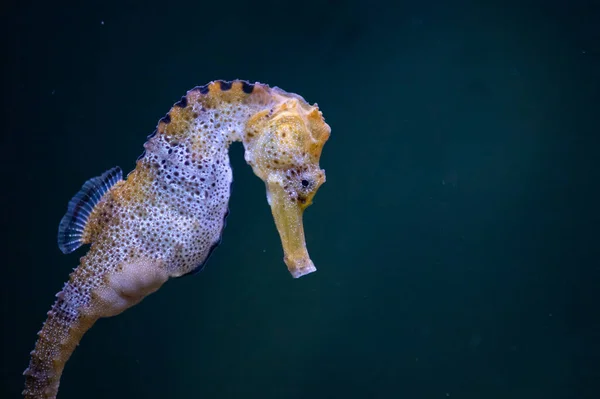 Porträt Eines Schönen Erwachsenen Langschnauzigen Seepferdchens Unter Wasser Aquarium — Stockfoto
