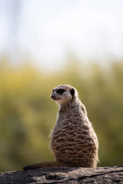 Προσωπογραφία Ενός Alert Meerkat Ένα Ημερολόγιο Στο Φυσικό Περιβάλλον — Φωτογραφία Αρχείου