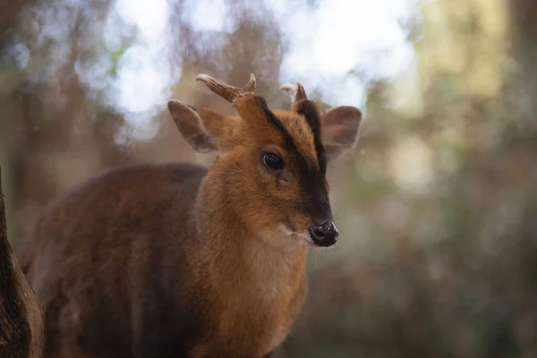 Gezichtsportret Van Een Volwassen Man Van Muntjac Herten Het Bos — Stockfoto