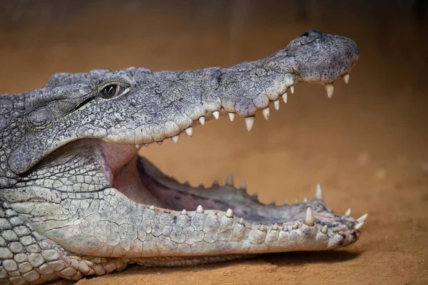 Portrait of a nile crocodile with open mouth resting on the sand
