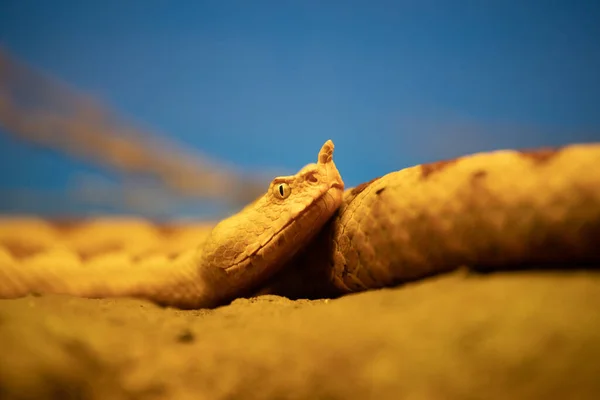 Detail Obličeje Portrét Rohatého Zmije Teráriu — Stock fotografie