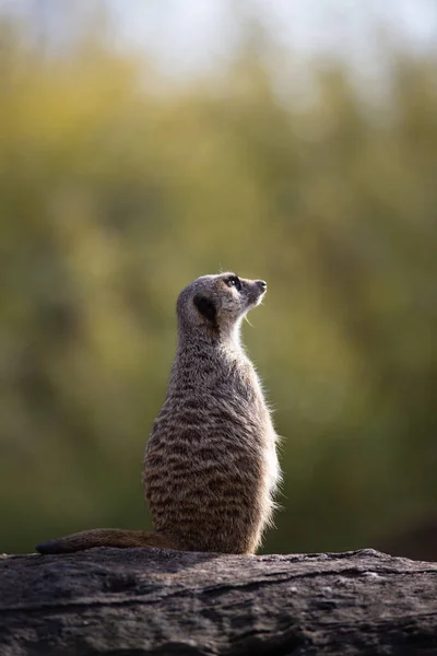Portret Van Een Waarschuwende Meerkat Een Log Het Wild — Stockfoto