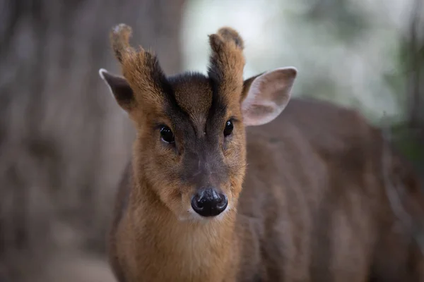 Retrato Facial Jovem Macho Veado Muntjac Floresta — Fotografia de Stock