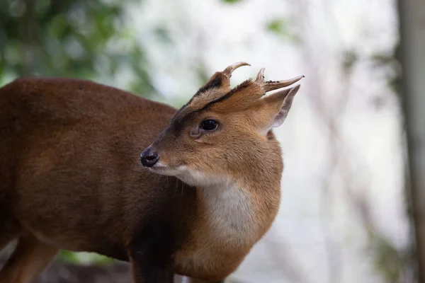 Gezichtsportret Van Een Jong Mannetje Van Muntjac Herten Het Bos — Stockfoto