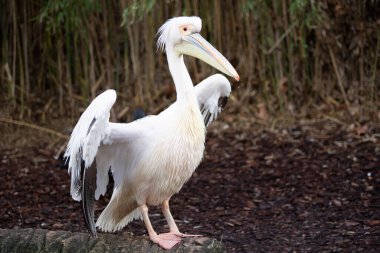 Büyük Afrikalı pelikan vahşi doğaya doğru bakıyor.