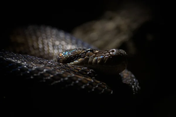 Facial Portrait Colorful Scales Amethyst Python Dark — Stock Photo, Image