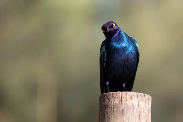 Cape Starling Red Shouldered Glossy Starling Cape Glossy Starling Log — Stock Photo, Image