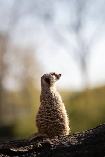 Portret Van Een Waarschuwende Meerkat Een Log Het Wild — Stockfoto