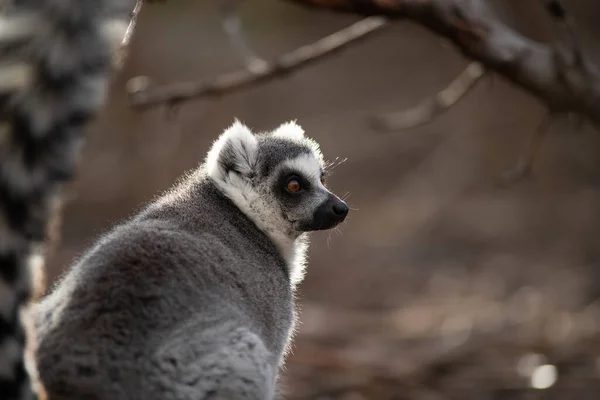 Face Portrait Beautiful Adult Ring Tailed Lemur Sunset Royalty Free Stock Photos