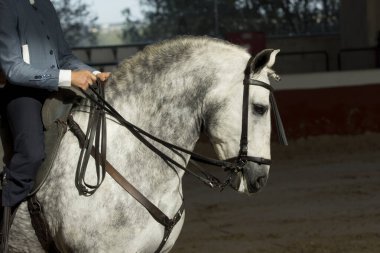 İspanya 'da geleneksel lise dizginleriyle yapılan geleneksel bir yarışmada gri bir Kartaca atının portresi