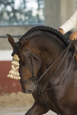 İspanya 'da geleneksel lise dizginleriyle yapılan geleneksel bir yarışmada kahverengi bir İspanyol atının portresi