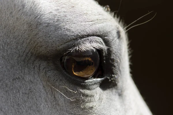 Close Portrait Eye White Spanish Horse Box — Stock Photo, Image