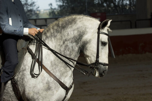 Портрет серого картезианского коня в традиционном конкурсе с традиционной уздечкой средней школы в Испании
