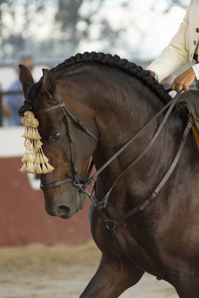 Gezicht Portret Van Een Bruin Spaans Paard Een Traditionele Competitie — Stockfoto