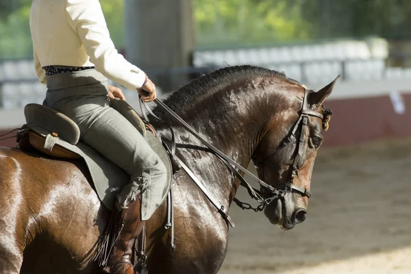 Portrait Visage Cheval Brun Espagnol Dans Une Compétition Traditionnelle Avec — Photo