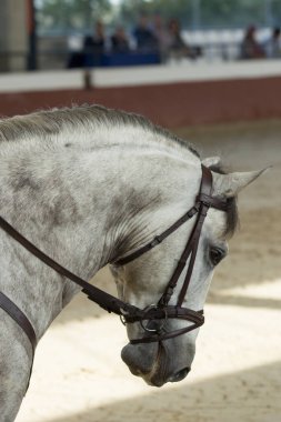 İspanya 'da geleneksel lise dizginleriyle yapılan geleneksel bir yarışmada gri bir İspanyol atının portresi