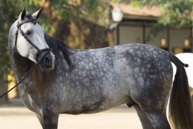 Jerez 'de yarışmadan önce gri bir İspanyol atının güzel portresi