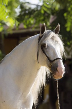 Jerez 'deki yarışmadan önce beyaz bir İspanyol atının güzel yüz portresi.