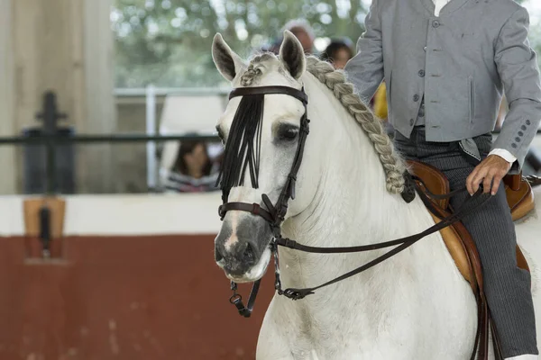 Tvář Portrétu Bílého Španělského Koně Tradiční Soutěži Tradiční Uzdou Střední — Stock fotografie
