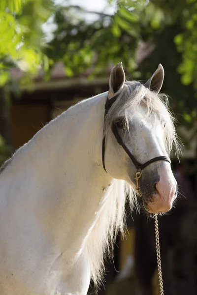 Jerez Deki Yarışmadan Önce Beyaz Bir Spanyol Atının Güzel Yüz — Stok fotoğraf