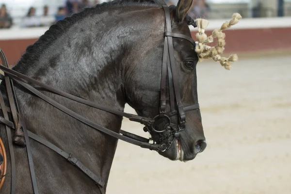 Face Portrait Brown Spanish Horse Traditional Competition Traditional Bridle High — Stock Photo, Image