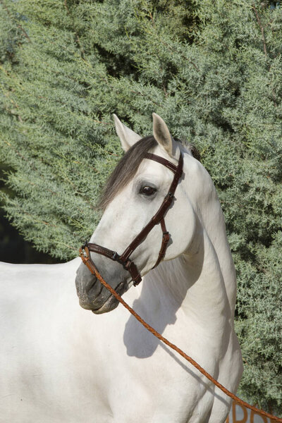 Красивый портрет испанской лошади перед соревнованиями в Хересе
