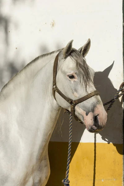 Beau Portrait Visage Étalon Chartreux Blanc Avec Vitiligo — Photo