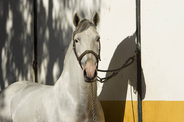 Красивый портрет белого картезианского жеребца с витилиго
