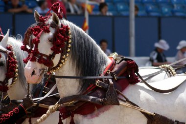 İspanyol beyaz bir atın portresi pembe derili ve geleneksel koşumlu.