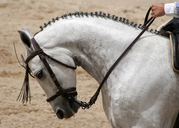 Face Ortrait Spanish Horse Doma Vaquera Competition Jerez Traditional Bridle — Stock Photo, Image