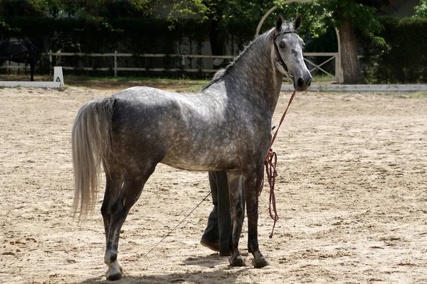 スペインの屋外アリーナで憧れにリンゴ灰色の馬の訓練 — ストック写真