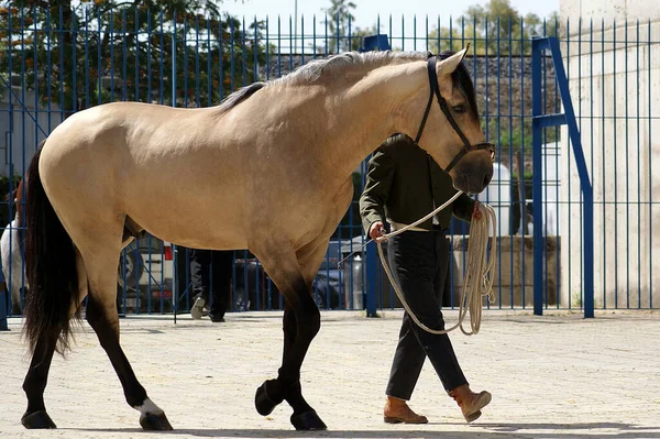 Portrait Beautiful Buckskin Spanish Stallion Morphological Competition — Stock Photo, Image