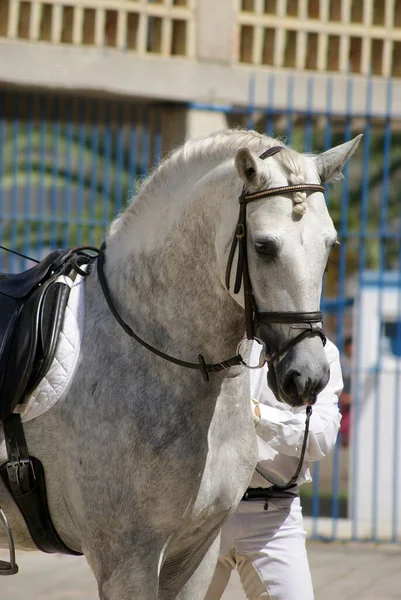 Retrato Facial Cavalo Espanhol Cinzento Antes Uma Competição Curativos — Fotografia de Stock
