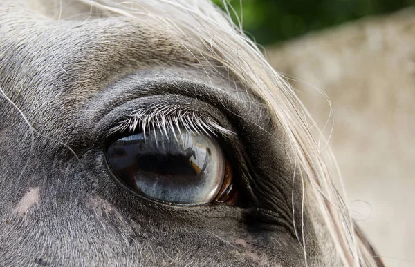 Occhio Blu Cavallo Bianco Spagnolo Vicino Cavallo Certosino Con Eterocromia — Foto Stock