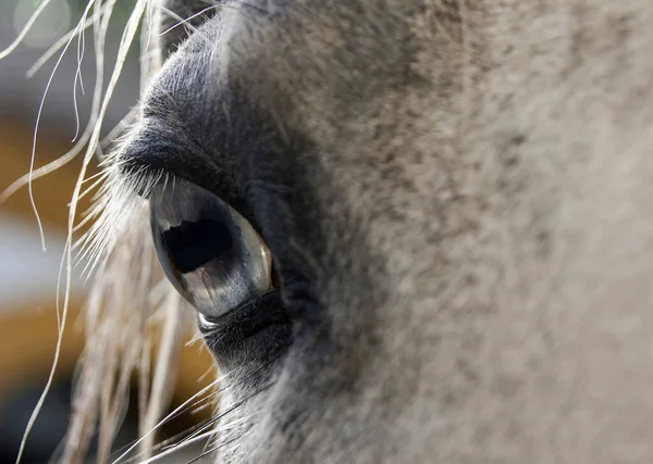 Blue Eye White Spanish Horse Close Carthusian Horse Heterochromia — Stock Photo, Image