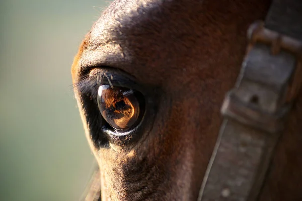 Close Portrait Eye Horse Sunset Light Spain — Stock Photo, Image