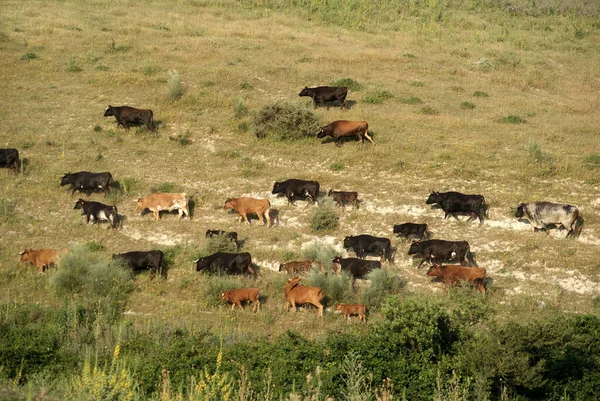 Іспанські Дикі Корови Вільно Пересуваються Полі Іспанії — стокове фото