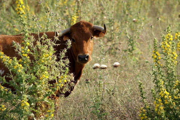 Молода Червона Іспанська Корова Захована Серед Рослин Полі Іспанії Під — стокове фото