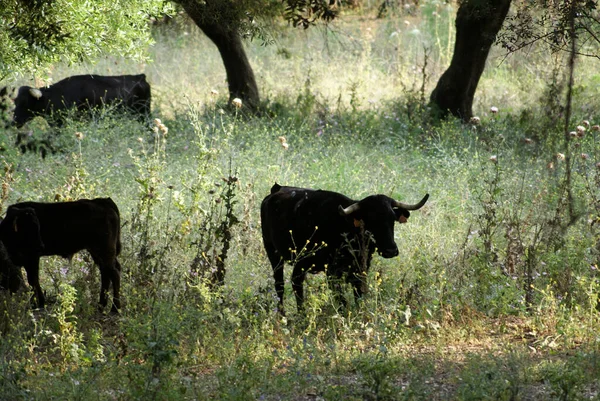 Іспанські Чорні Бойові Корови Вільно Пасуться Полі Іспанії — стокове фото