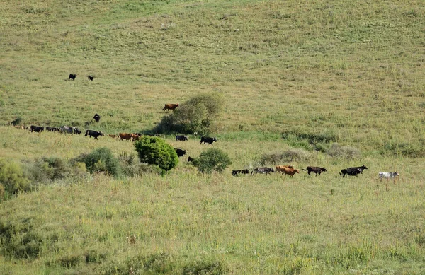 Group Spanish Wild Cows Moving Field Freedom Spain — Stock Photo, Image